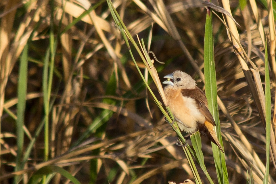 Yellow-rumped Mannikin (Lonchura flaviprymna)